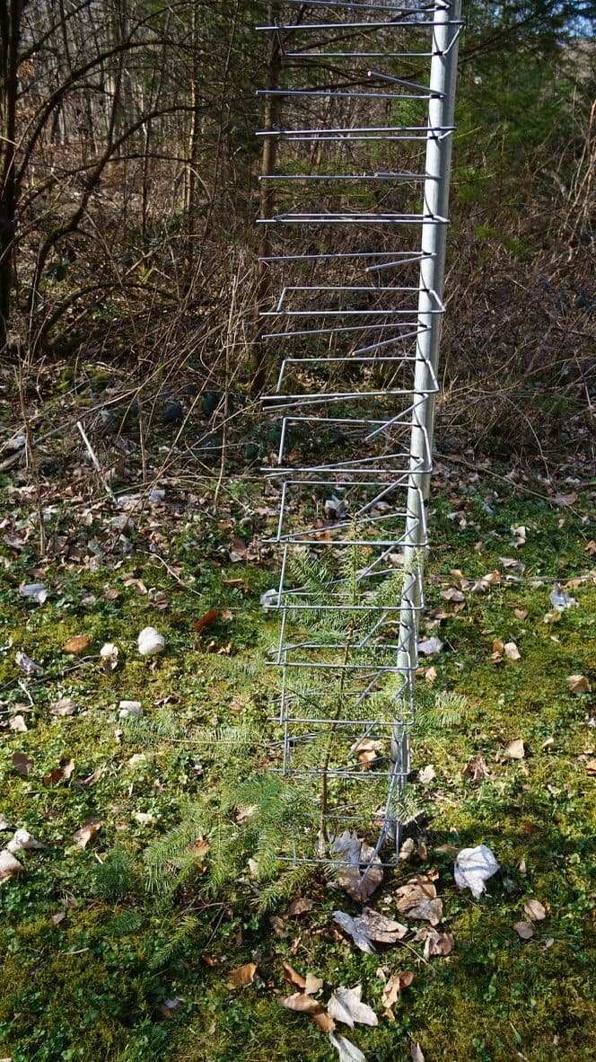 Geschützte Jungpflanze im GroMM Einzelschützer