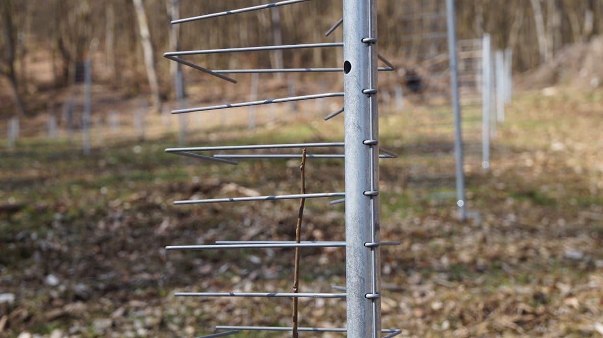 GroMM VS1200S2 Einzelschützer auf einer Aufforstungsfläche